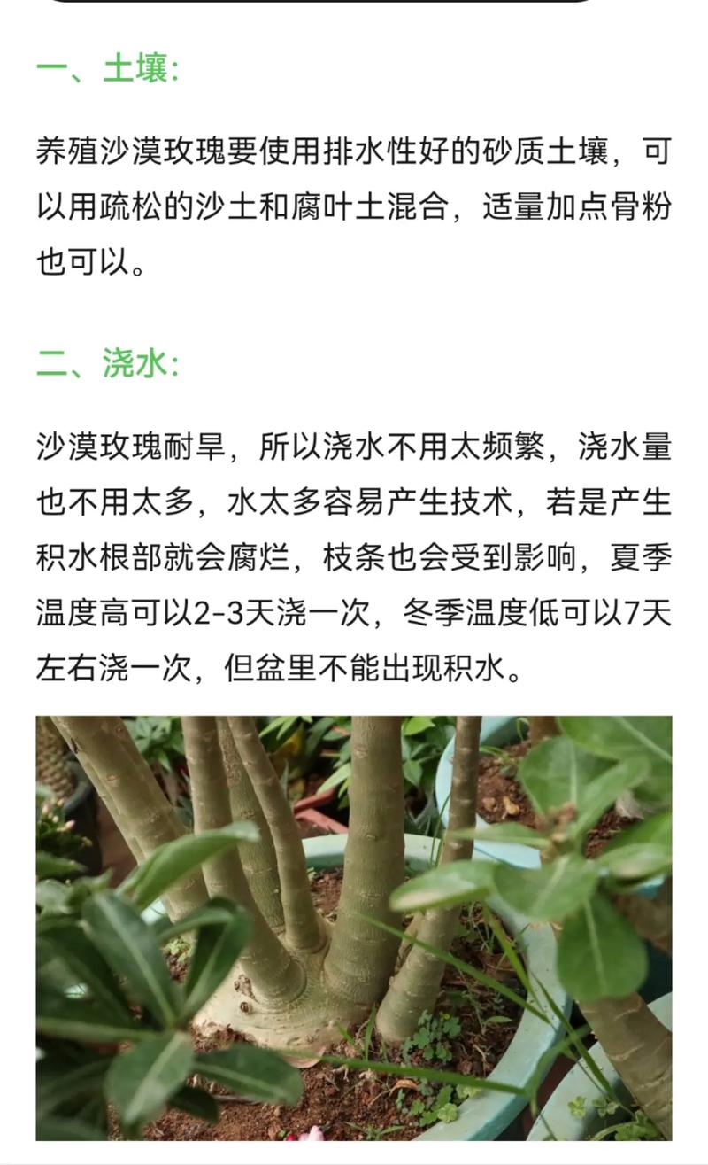 沙漠玫瑰的繁殖方法(沙漠玫瑰的繁殖方法是什么?)-第4张图片-多多自然网 沙漠玫瑰的繁殖方法(沙漠玫瑰的繁殖方法是什么?)-第4张图片-多多自然网