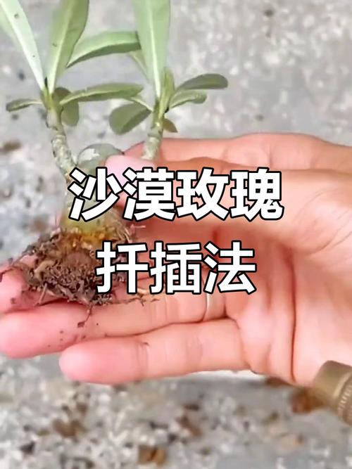 沙漠玫瑰的繁殖方法(沙漠玫瑰的繁殖方法是什么?)-第5张图片-多多自然网 沙漠玫瑰的繁殖方法(沙漠玫瑰的繁殖方法是什么?)-第5张图片-多多自然网