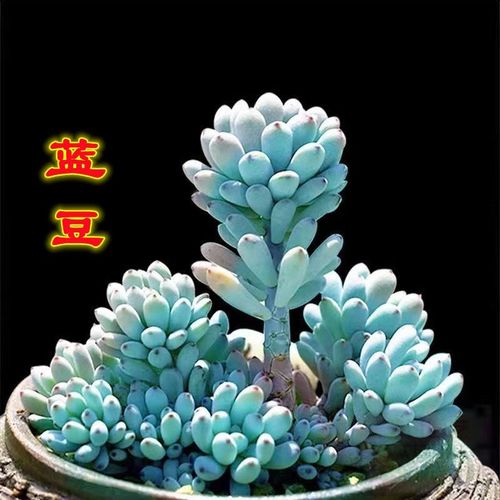 蓝豆多肉怎么养(蓝豆多肉怎么养护和浇水)-第3张图片-多多自然网 蓝豆多肉怎么养(蓝豆多肉怎么养护和浇水)-第3张图片-多多自然网