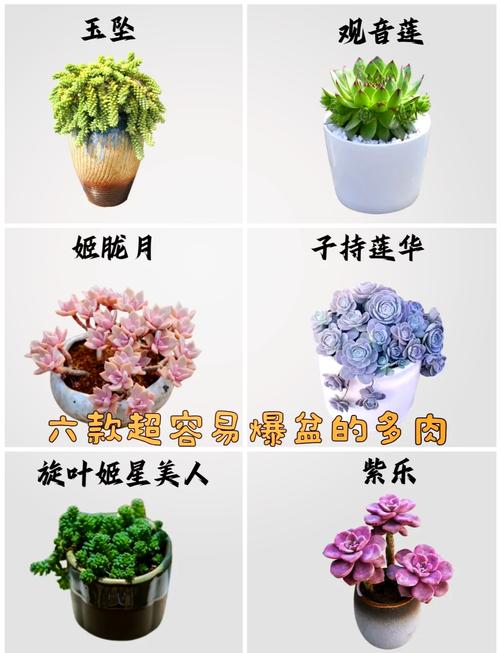 子持年华种子怎么种(子持年华怎么迅速繁殖)-第5张图片-多多自然网 子持年华种子怎么种(子持年华怎么迅速繁殖)-第5张图片-多多自然网