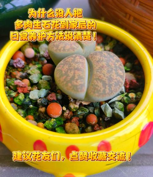 生石花秋天怎么养(生石花秋天开花吗)-第3张图片-多多自然网 生石花秋天怎么养(生石花秋天开花吗)-第3张图片-多多自然网