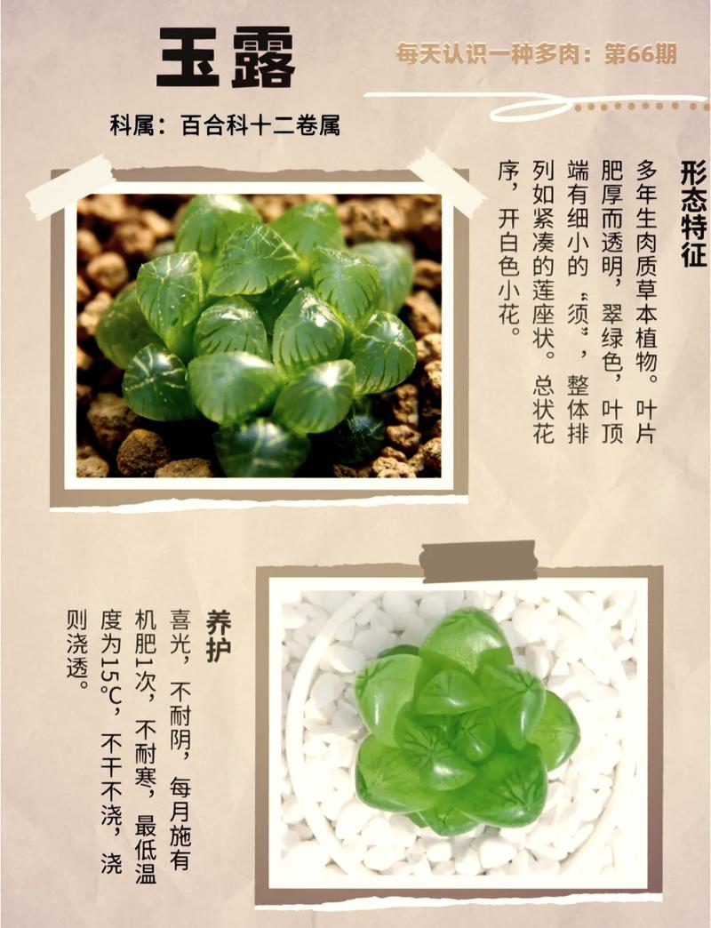 草玉露怎么养更饱满(草玉露的养殖方法和注意事项)-第2张图片-多多自然网 草玉露怎么养更饱满(草玉露的养殖方法和注意事项)-第2张图片-多多自然网