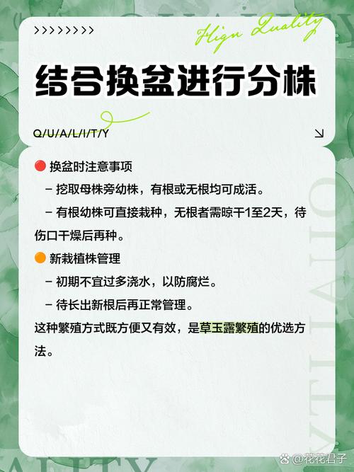 草玉露怎么养更饱满(草玉露的养殖方法和注意事项)-第3张图片-多多自然网 草玉露怎么养更饱满(草玉露的养殖方法和注意事项)-第3张图片-多多自然网