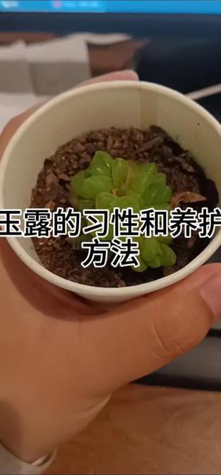 草玉露怎么养更饱满(草玉露的养殖方法和注意事项)-第5张图片-多多自然网 草玉露怎么养更饱满(草玉露的养殖方法和注意事项)-第5张图片-多多自然网