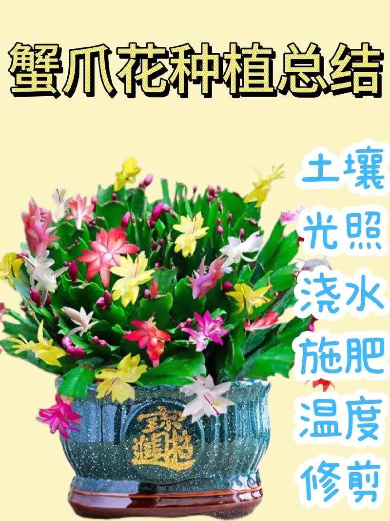 蟹爪兰小苗怎么培育(蟹爪兰幼苗怎么施肥)-第2张图片-多多自然网 蟹爪兰小苗怎么培育(蟹爪兰幼苗怎么施肥)-第2张图片-多多自然网