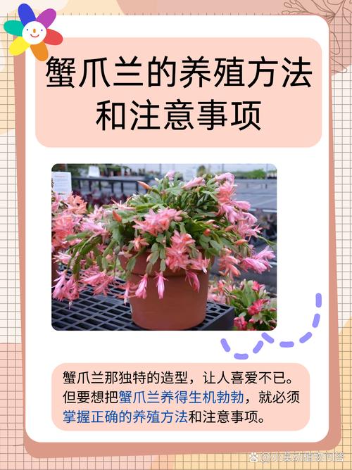 蟹爪兰小苗怎么培育(蟹爪兰幼苗怎么施肥)-第4张图片-多多自然网 蟹爪兰小苗怎么培育(蟹爪兰幼苗怎么施肥)-第4张图片-多多自然网