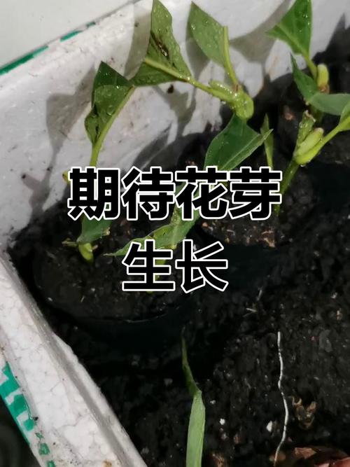 玉兰怎么扦插(玉兰怎么扦插繁殖)-第2张图片-多多自然网 玉兰怎么扦插(玉兰怎么扦插繁殖)-第2张图片-多多自然网