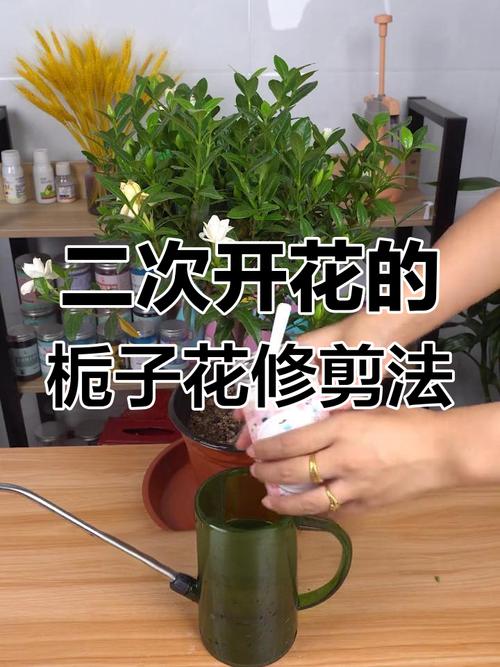 栀子花的修剪方法（栀子花的修剪方法和注意事项）-第1张图片-多多自然网
