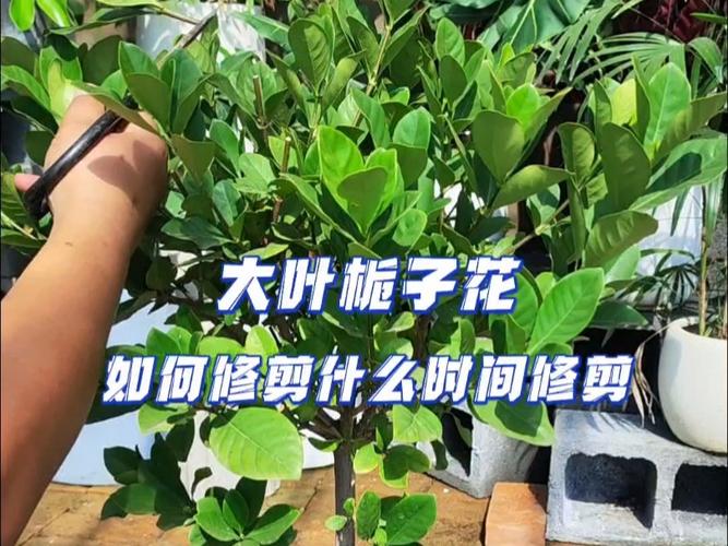栀子花的修剪方法（栀子花的修剪方法和注意事项）-第3张图片-多多自然网