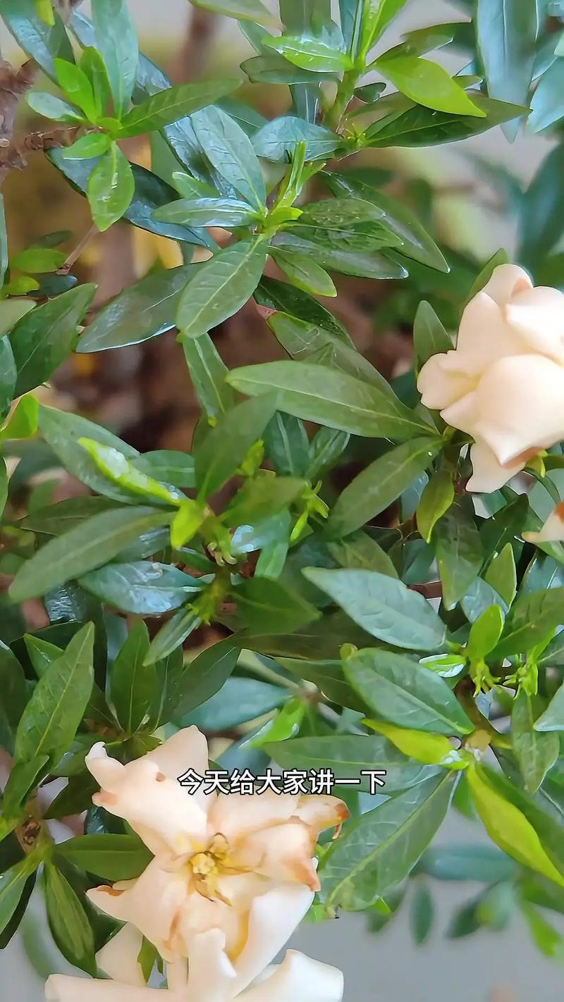 栀子花的修剪方法（栀子花的修剪方法和注意事项）-第4张图片-多多自然网