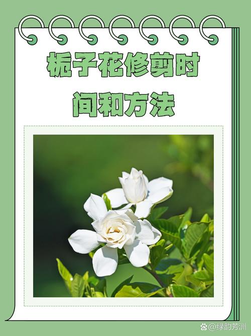 栀子花的修剪方法（栀子花的修剪方法和注意事项）-第6张图片-多多自然网