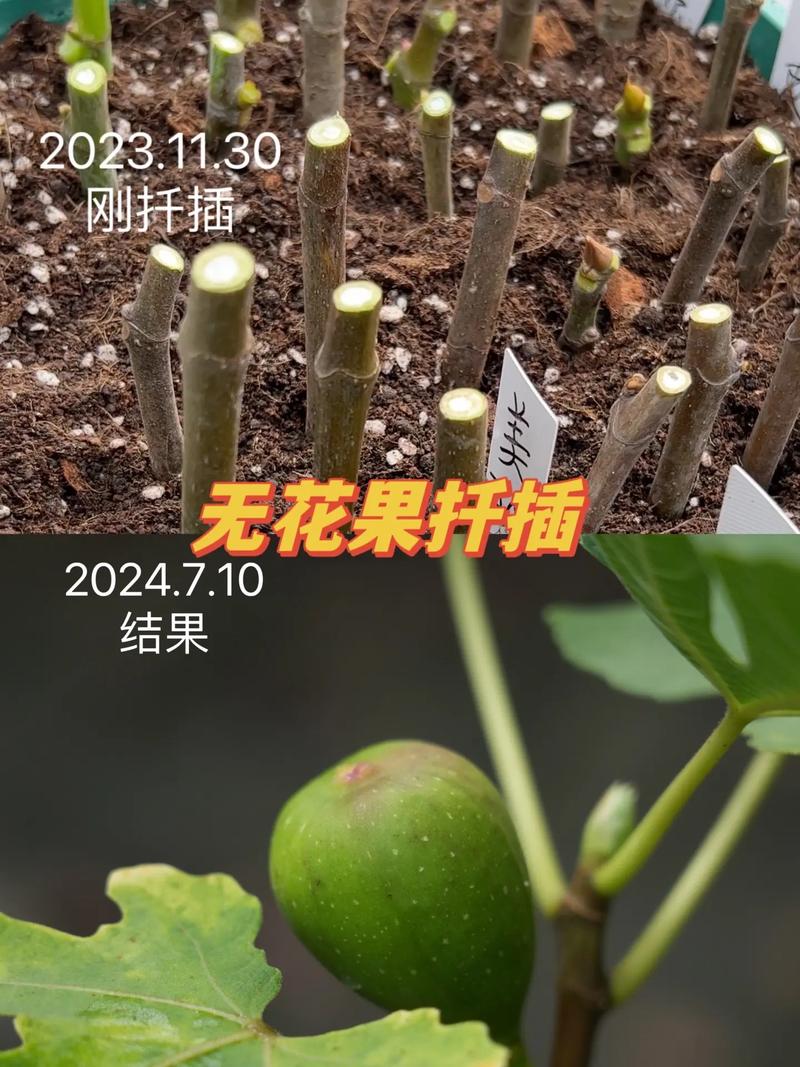 “无花果”剪个枝插土里(无花果剪枝扦插)-第5张图片-多多自然网 “无花果”剪个枝插土里(无花果剪枝扦插)-第5张图片-多多自然网
