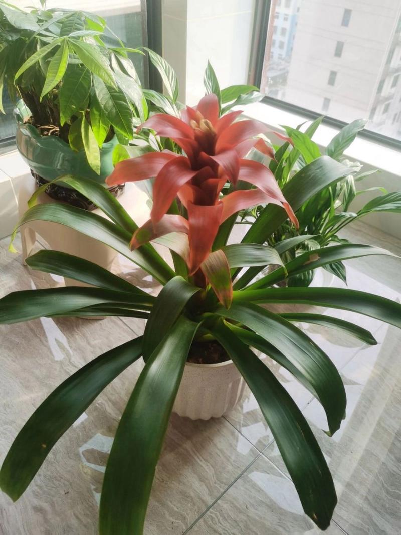 鸿运当头侧芽怎么移植(鸿运当头侧芽移植不生根什么原因)-第2张图片-多多自然网 鸿运当头侧芽怎么移植(鸿运当头侧芽移植不生根什么原因)-第2张图片-多多自然网