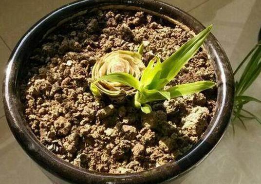 鸿运当头侧芽怎么移植(鸿运当头侧芽移植不生根什么原因)-第6张图片-多多自然网 鸿运当头侧芽怎么移植(鸿运当头侧芽移植不生根什么原因)-第6张图片-多多自然网