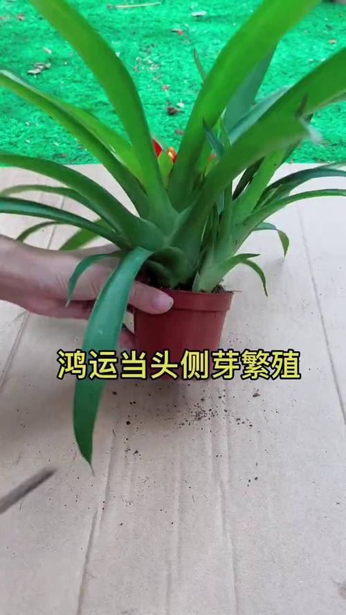 鸿运当头侧芽怎么移植(鸿运当头侧芽移植不生根什么原因)-第7张图片-多多自然网 鸿运当头侧芽怎么移植(鸿运当头侧芽移植不生根什么原因)-第7张图片-多多自然网