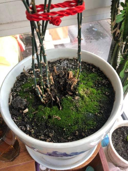 养花就用这种土(养花到底用啥土比较好)-第3张图片-多多自然网 养花就用这种土(养花到底用啥土比较好)-第3张图片-多多自然网