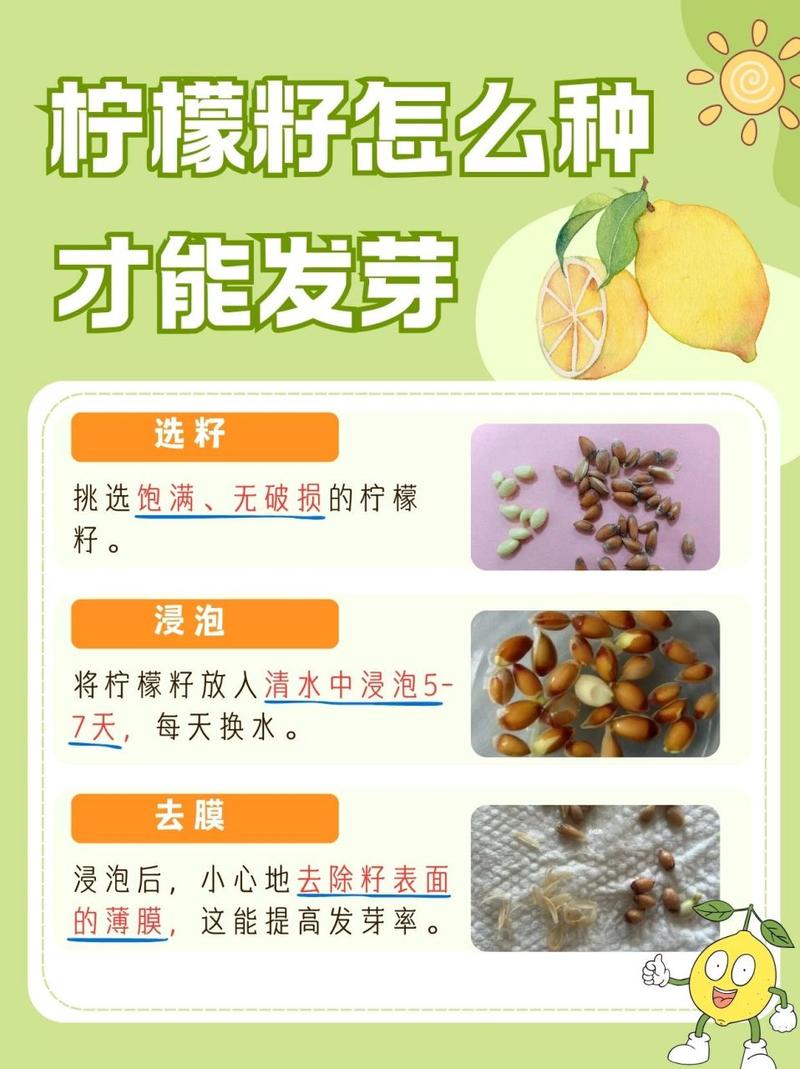 柠檬籽怎么种小盆栽(柠檬籽怎么种小盆栽图片)-第1张图片-多多自然网 柠檬籽怎么种小盆栽(柠檬籽怎么种小盆栽图片)-第1张图片-多多自然网