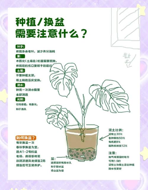 龟背竹秋天怎么养(龟背竹秋冬季节怎么养护)-第1张图片-多多自然网 龟背竹秋天怎么养(龟背竹秋冬季节怎么养护)-第1张图片-多多自然网
