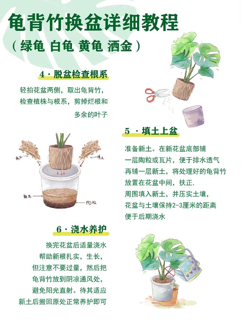 龟背竹秋天怎么养(龟背竹秋冬季节怎么养护)-第4张图片-多多自然网 龟背竹秋天怎么养(龟背竹秋冬季节怎么养护)-第4张图片-多多自然网