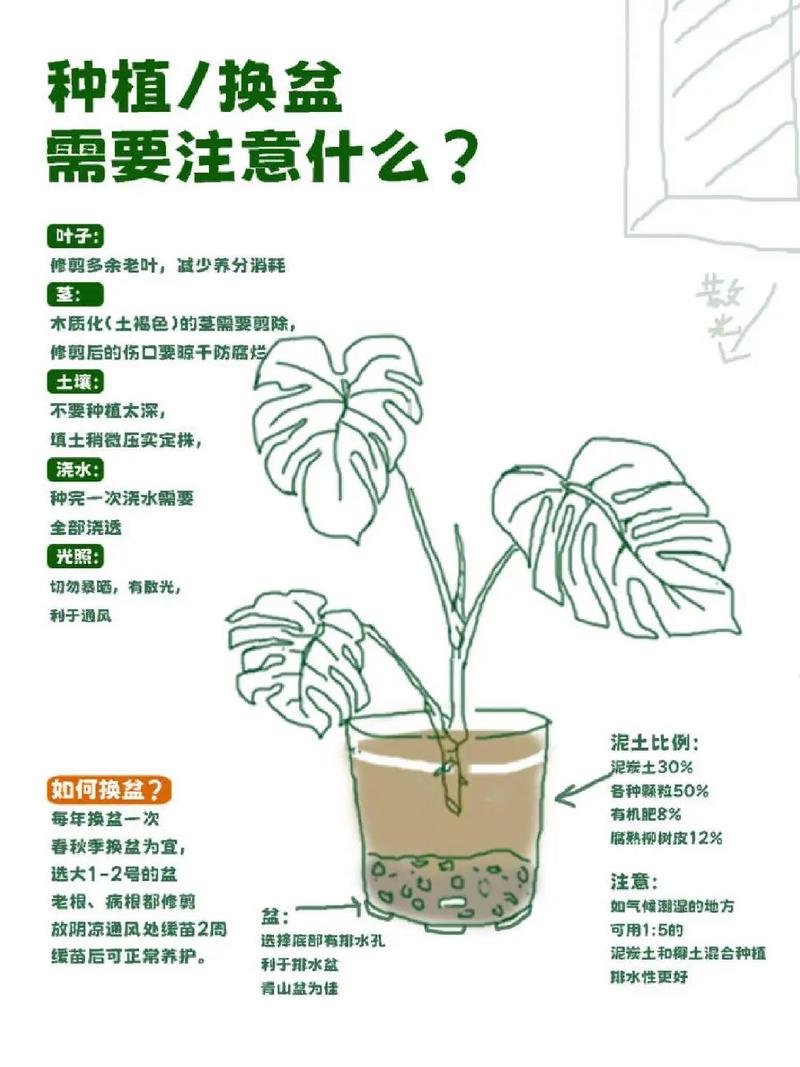 龟背竹秋天怎么养(龟背竹秋冬季节怎么养护)-第6张图片-多多自然网 龟背竹秋天怎么养(龟背竹秋冬季节怎么养护)-第6张图片-多多自然网