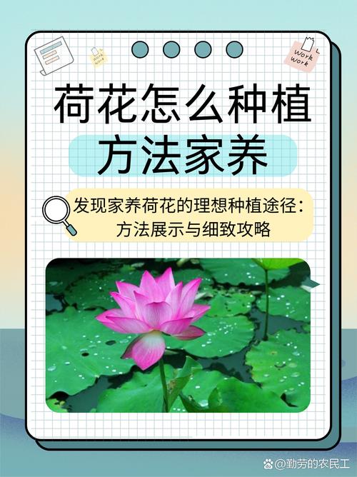 荷花的栽培方法(荷花的栽培方法包括池塘栽培)-第6张图片-多多自然网 荷花的栽培方法(荷花的栽培方法包括池塘栽培)-第6张图片-多多自然网