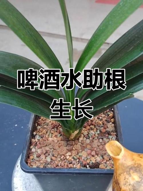 用啤酒浇君子兰的正确方法(用啤酒浇君子兰的正确方法视频)-第2张图片-多多自然网 用啤酒浇君子兰的正确方法(用啤酒浇君子兰的正确方法视频)-第2张图片-多多自然网