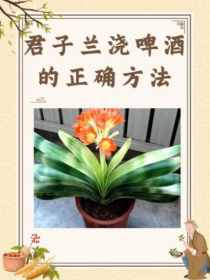 用啤酒浇君子兰的正确方法(用啤酒浇君子兰的正确方法视频)-第3张图片-多多自然网 用啤酒浇君子兰的正确方法(用啤酒浇君子兰的正确方法视频)-第3张图片-多多自然网