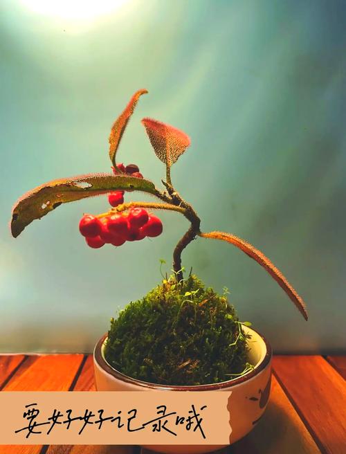 虎舌红的种子怎么种(虎舌红观赏价值图片)-第2张图片-多多自然网 虎舌红的种子怎么种(虎舌红观赏价值图片)-第2张图片-多多自然网