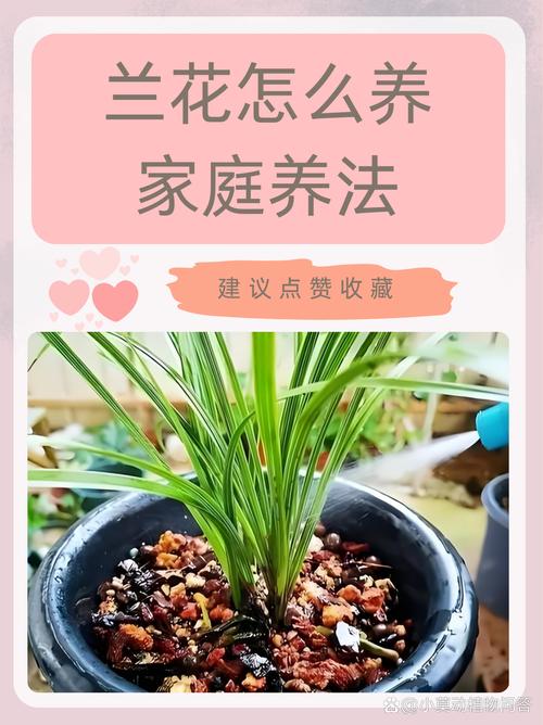 秋天养“兰花”(秋天养兰花)-第1张图片-多多自然网 秋天养“兰花”(秋天养兰花)-第1张图片-多多自然网