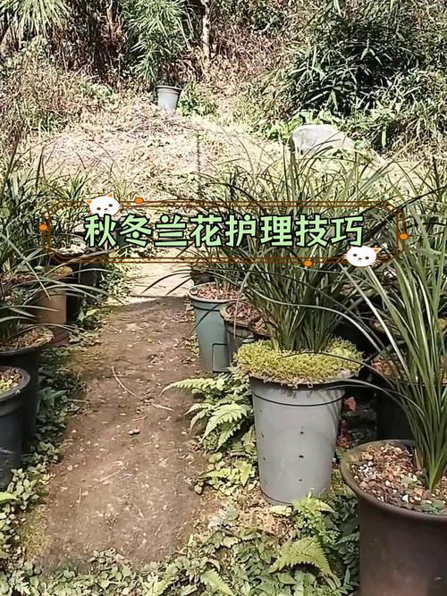 秋天养“兰花”(秋天养兰花)-第2张图片-多多自然网 秋天养“兰花”(秋天养兰花)-第2张图片-多多自然网