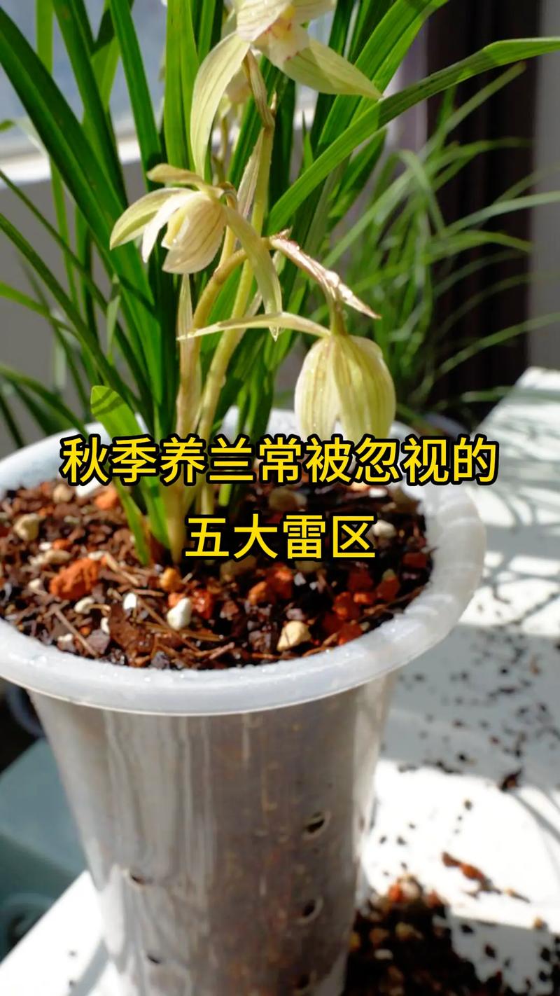 秋天养“兰花”(秋天养兰花)-第4张图片-多多自然网 秋天养“兰花”(秋天养兰花)-第4张图片-多多自然网