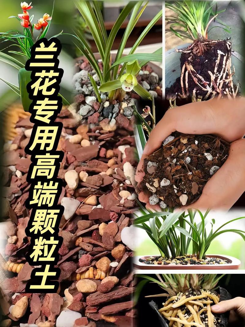 秋天养“兰花”(秋天养兰花)-第5张图片-多多自然网 秋天养“兰花”(秋天养兰花)-第5张图片-多多自然网