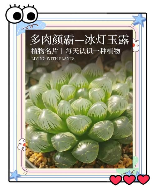 冰灯玉露怎么养(冰灯玉露怎么养才养得透明)-第4张图片-多多自然网 冰灯玉露怎么养(冰灯玉露怎么养才养得透明)-第4张图片-多多自然网
