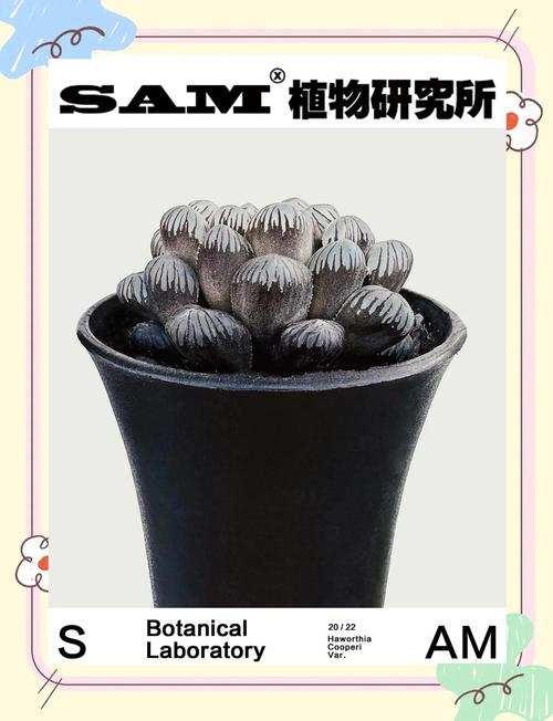 冰灯玉露怎么养(冰灯玉露怎么养才养得透明)-第6张图片-多多自然网 冰灯玉露怎么养(冰灯玉露怎么养才养得透明)-第6张图片-多多自然网