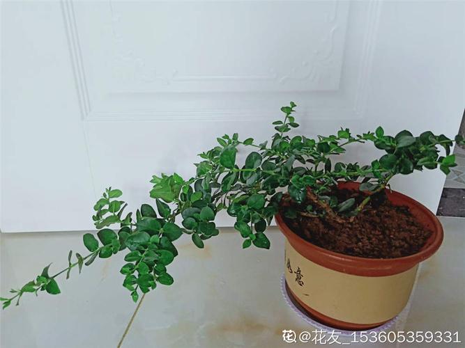 铁茉莉怎么修剪造型(铁茉莉的扦插方法)-第1张图片-多多自然网 铁茉莉怎么修剪造型(铁茉莉的扦插方法)-第1张图片-多多自然网