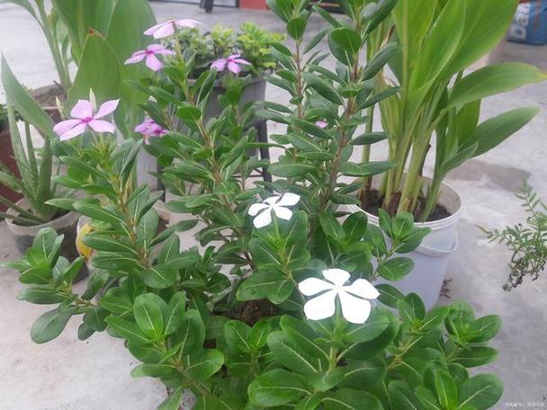铁茉莉怎么修剪造型(铁茉莉的扦插方法)-第2张图片-多多自然网 铁茉莉怎么修剪造型(铁茉莉的扦插方法)-第2张图片-多多自然网