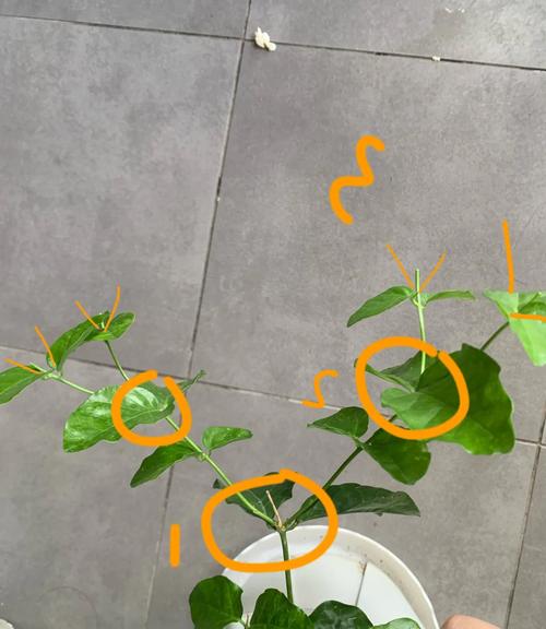 铁茉莉怎么修剪造型(铁茉莉的扦插方法)-第3张图片-多多自然网 铁茉莉怎么修剪造型(铁茉莉的扦插方法)-第3张图片-多多自然网