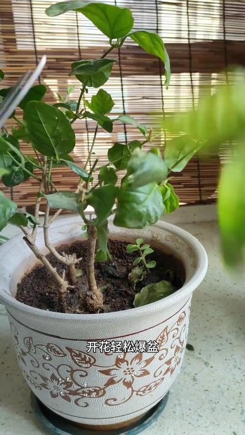 铁茉莉怎么修剪造型(铁茉莉的扦插方法)-第4张图片-多多自然网 铁茉莉怎么修剪造型(铁茉莉的扦插方法)-第4张图片-多多自然网