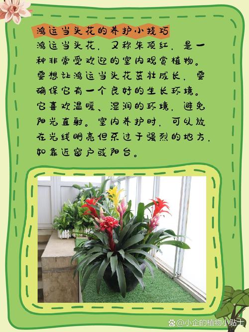 鸿运当头花期如何管理(鸿运当头花期怎么浇花浇水)-第6张图片-多多自然网 鸿运当头花期如何管理(鸿运当头花期怎么浇花浇水)-第6张图片-多多自然网