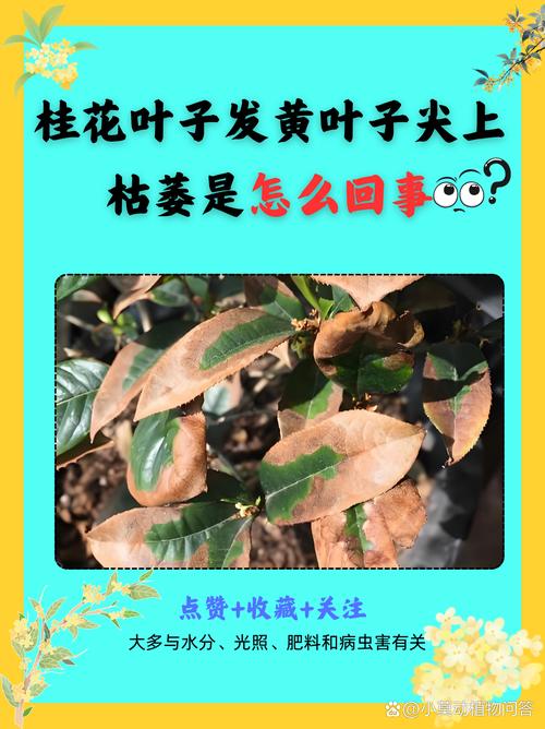 桂花树叶子干枯发黄怎么办(桂花树树叶枯黄怎么办)-第1张图片-多多自然网 桂花树叶子干枯发黄怎么办(桂花树树叶枯黄怎么办)-第1张图片-多多自然网