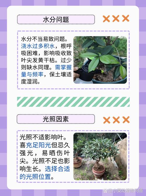 桂花树叶子干枯发黄怎么办(桂花树树叶枯黄怎么办)-第3张图片-多多自然网 桂花树叶子干枯发黄怎么办(桂花树树叶枯黄怎么办)-第3张图片-多多自然网
