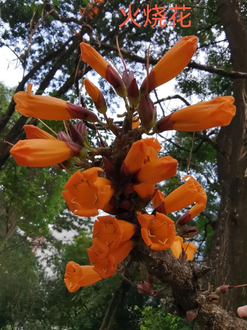 如何使火烧花在元旦开花(火烧花怎么做好吃)-第1张图片-多多自然网 如何使火烧花在元旦开花(火烧花怎么做好吃)-第1张图片-多多自然网