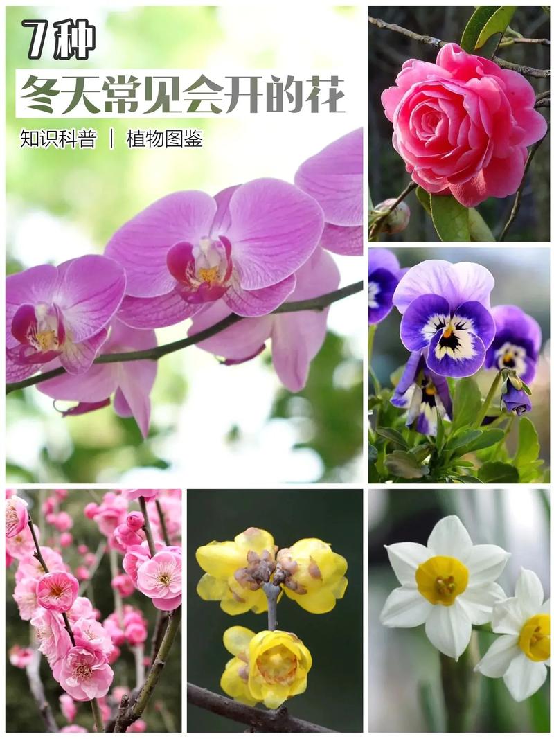 如何使火烧花在元旦开花(火烧花怎么做好吃)-第4张图片-多多自然网 如何使火烧花在元旦开花(火烧花怎么做好吃)-第4张图片-多多自然网