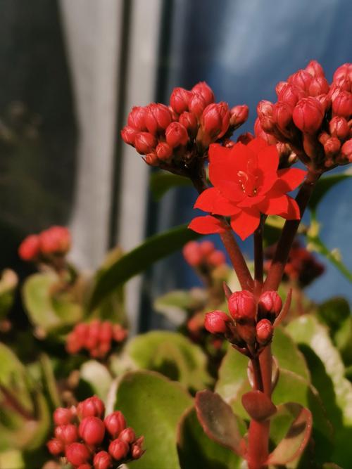 如何使火烧花在元旦开花(火烧花怎么做好吃)-第6张图片-多多自然网 如何使火烧花在元旦开花(火烧花怎么做好吃)-第6张图片-多多自然网