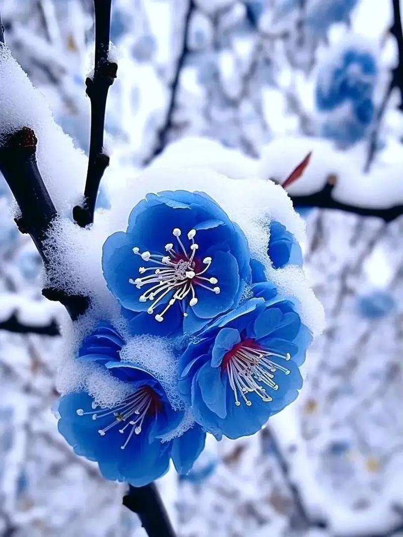 如何使火烧花在元旦开花(火烧花怎么做好吃)-第7张图片-多多自然网 如何使火烧花在元旦开花(火烧花怎么做好吃)-第7张图片-多多自然网