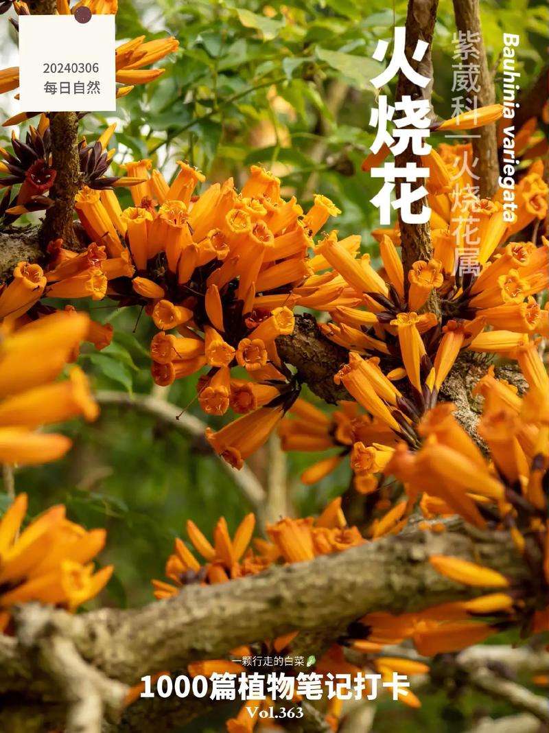 如何使火烧花在元旦开花(火烧花怎么做好吃)-第8张图片-多多自然网 如何使火烧花在元旦开花(火烧花怎么做好吃)-第8张图片-多多自然网