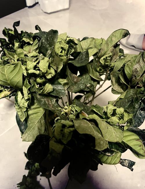 猫眼竹芋叶片发黄干枯怎么办(猫眼竹芋叶子干边怎么回事)-第1张图片-多多自然网 猫眼竹芋叶片发黄干枯怎么办(猫眼竹芋叶子干边怎么回事)-第1张图片-多多自然网