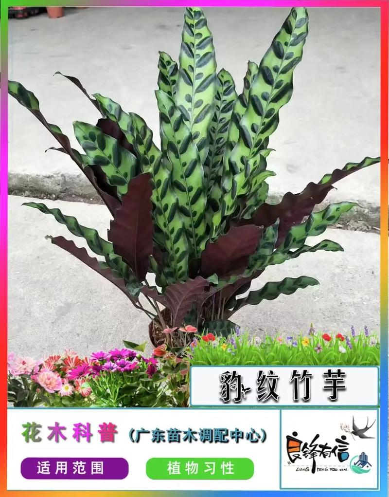 猫眼竹芋叶片发黄干枯怎么办(猫眼竹芋叶子干边怎么回事)-第2张图片-多多自然网 猫眼竹芋叶片发黄干枯怎么办(猫眼竹芋叶子干边怎么回事)-第2张图片-多多自然网