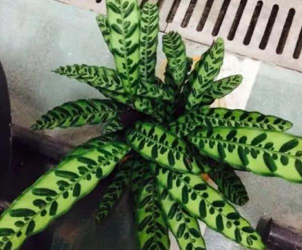 猫眼竹芋叶片发黄干枯怎么办(猫眼竹芋叶子干边怎么回事)-第3张图片-多多自然网 猫眼竹芋叶片发黄干枯怎么办(猫眼竹芋叶子干边怎么回事)-第3张图片-多多自然网