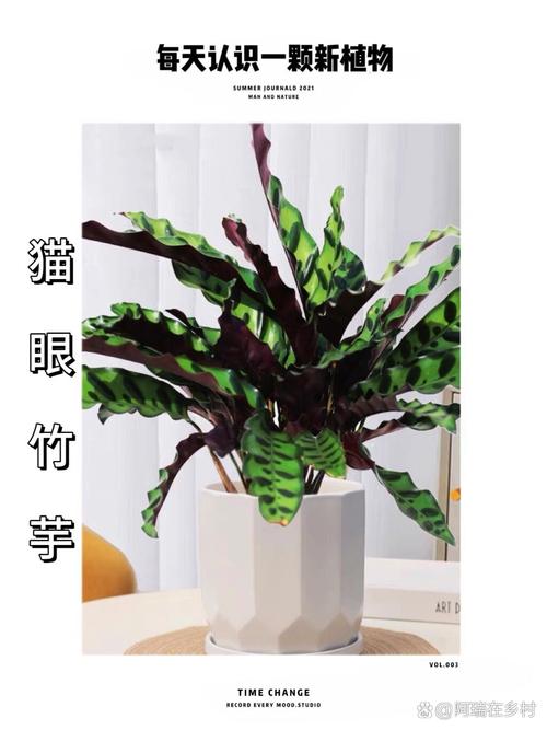 猫眼竹芋叶片发黄干枯怎么办(猫眼竹芋叶子干边怎么回事)-第7张图片-多多自然网 猫眼竹芋叶片发黄干枯怎么办(猫眼竹芋叶子干边怎么回事)-第7张图片-多多自然网